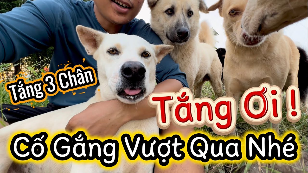 Vết Thương M&acirc;u Cắn Ở Ch&acirc;n Khiến Tắng Trở N&ecirc;n Suy Sụp V&agrave; Buồn Bả - Sen Đau Đầu V&igrave; Nhắng Nh&otilde;ng Nhẻo