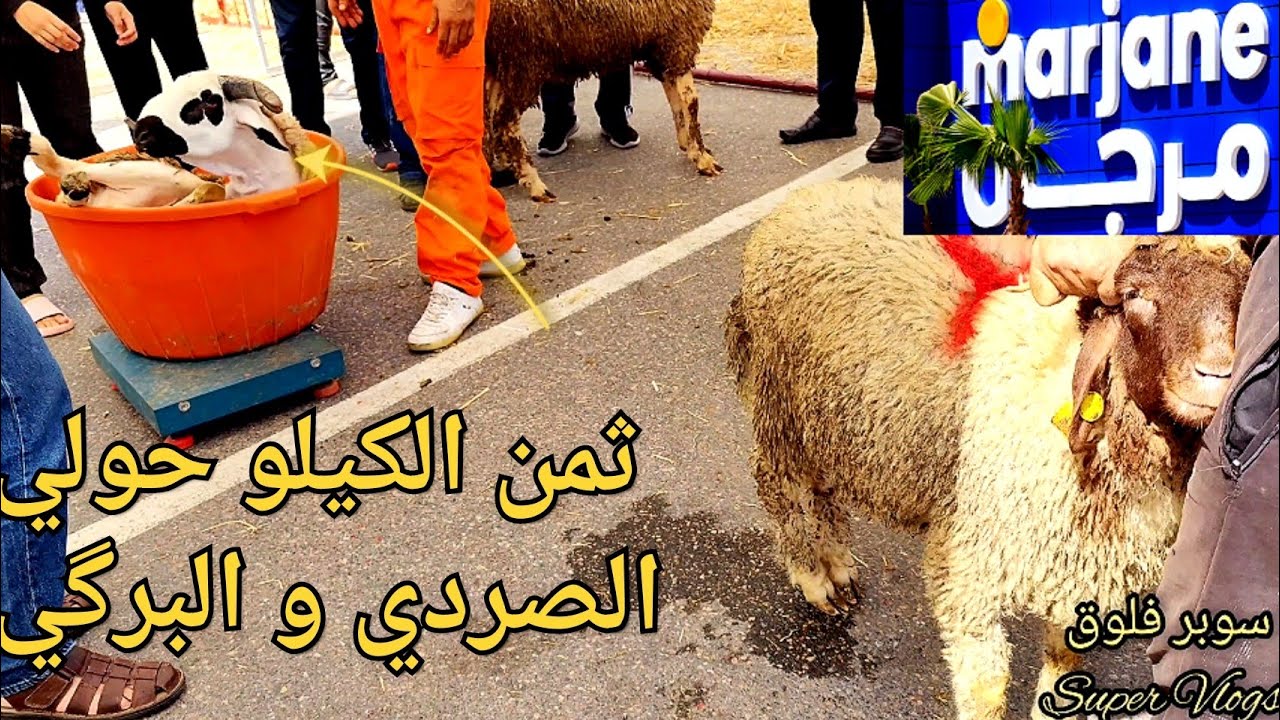 حصريا من أسواق مرجان الحولي البرݣي شحال تقام بي الكيلو