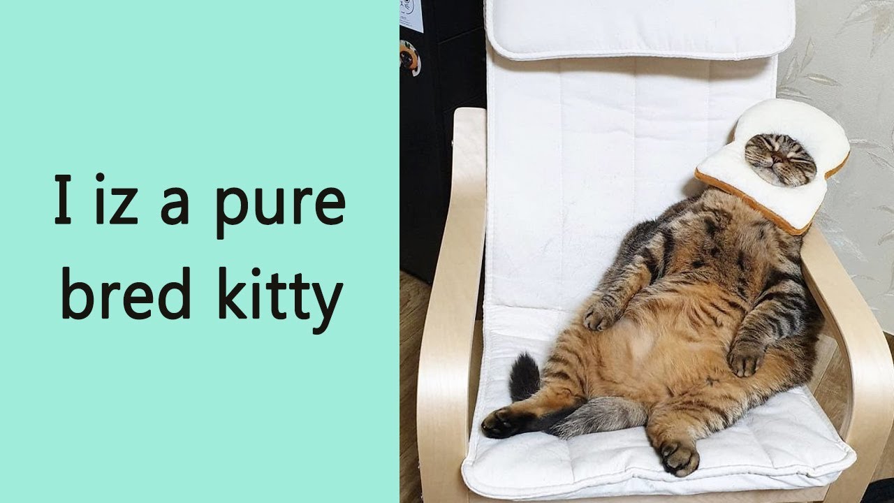 This Chunky Cat Named Manggo Will Steal Your Heart With Her Hilarious Expressions