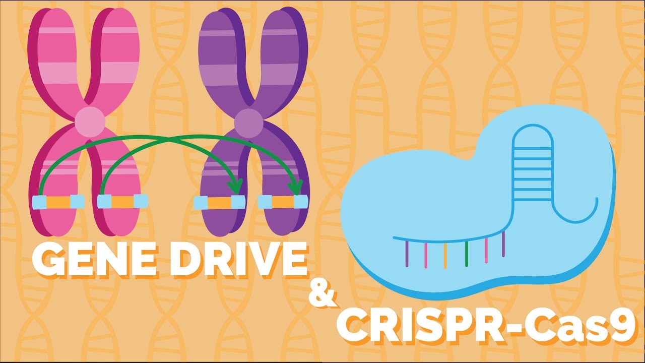 Population Engineering | Gene Drive by CRISPR-CAS9