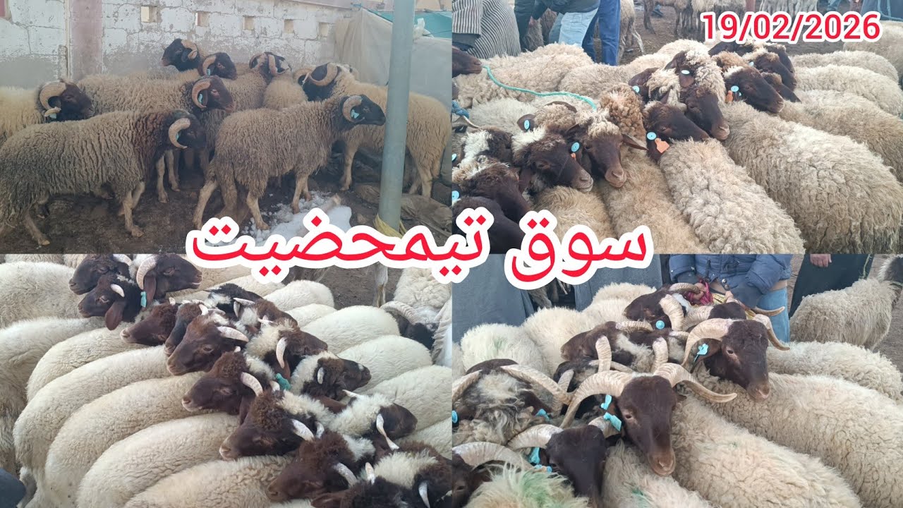 مباشرة معكم من سوق لخميس تيمحضيت بتاريخ 19/02/2026ثمن خروف و خروفة و حولي فرجة ممتعة 