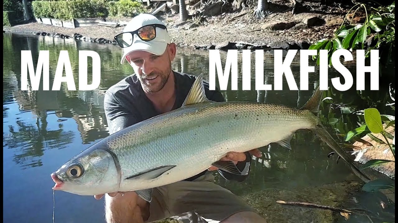 I caught this Milk fish in a Small Pond