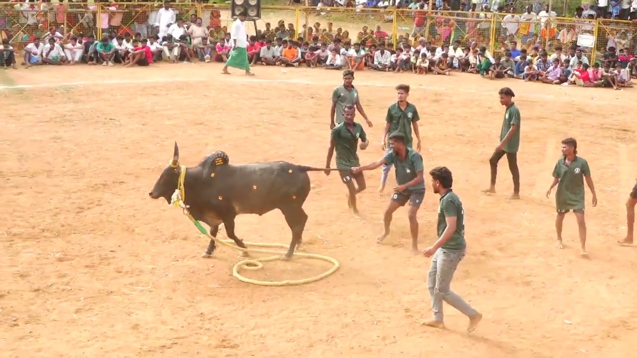கடுமையான போராட்டம்! அரிட்டபட்டி இளமநாயகி அம்மன் குழு Vs காளையார்கோவில் ருக்மணியம்மாள் மூர்த்தி காளை
