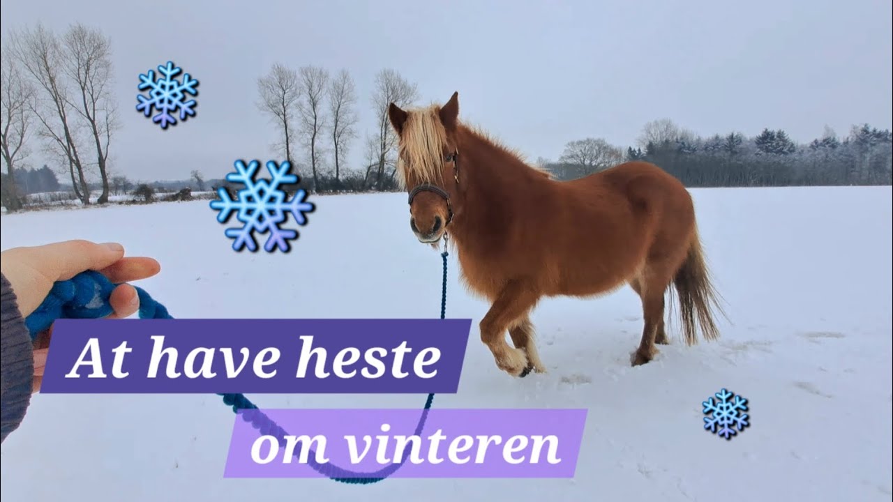 Vinter med hest - hvad kan man overhovedet lave? 