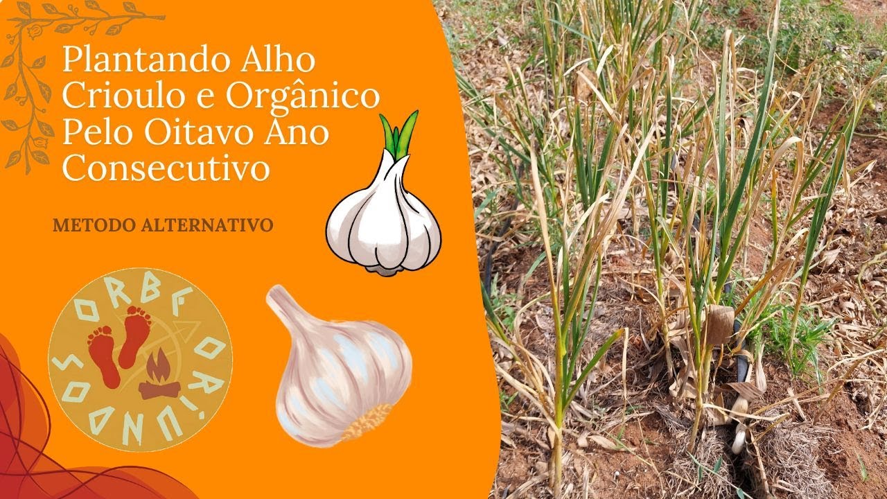 🧄Como Plantar Alho Crioulo Orgânico direto no Chão