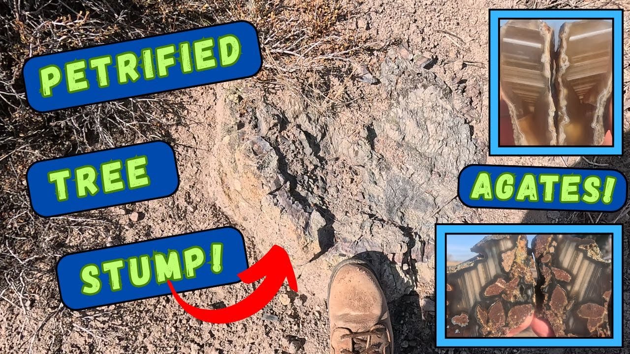 Discovering a Petrified Tree Stump and Agate Seams Galore!
