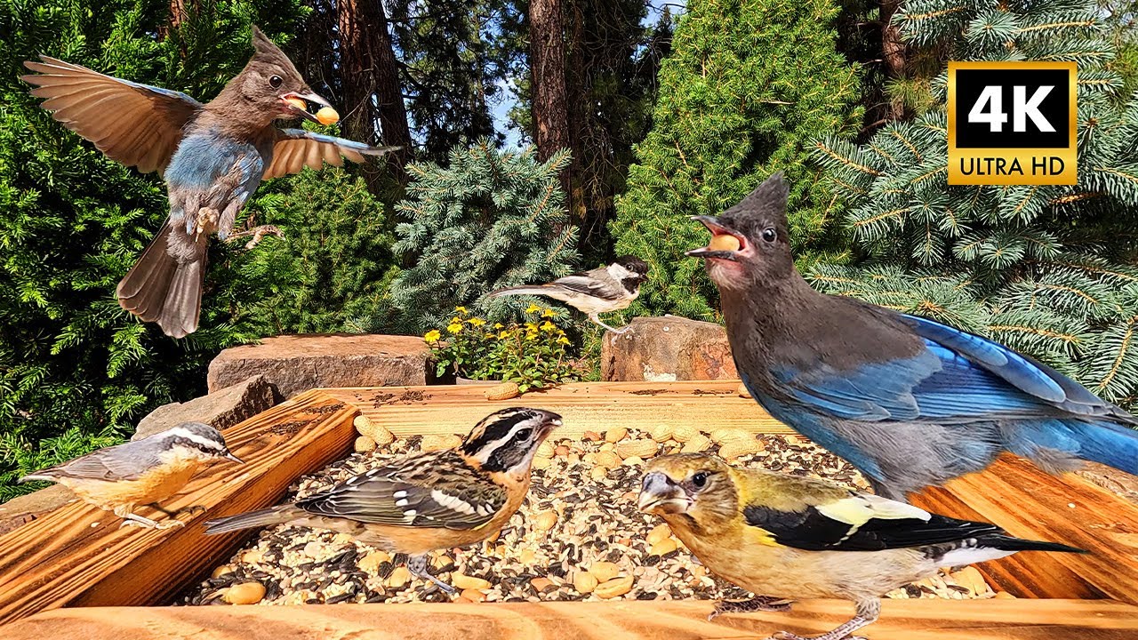Pet TV for Cats & Dogs - Bird Frenzy All Day - Cat TV