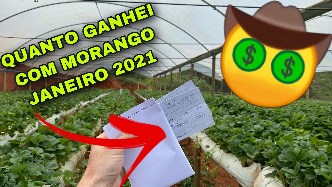 QUANTO GANHEI NA EPOCA MAIS BARATA DO MORANGO - ESTUFA DE MORANGO