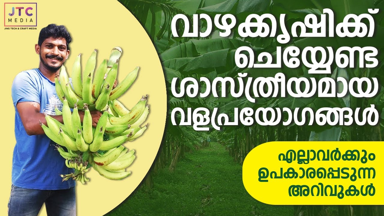 how to grow banana I വാഴക്കൃഷിക്കുള്ള ഒരുക്കം, ഘട്ടം ഘട്ടമായുള്ള ശാസ്​ത്രീയ വളപ്രയോഗം @JTC Media