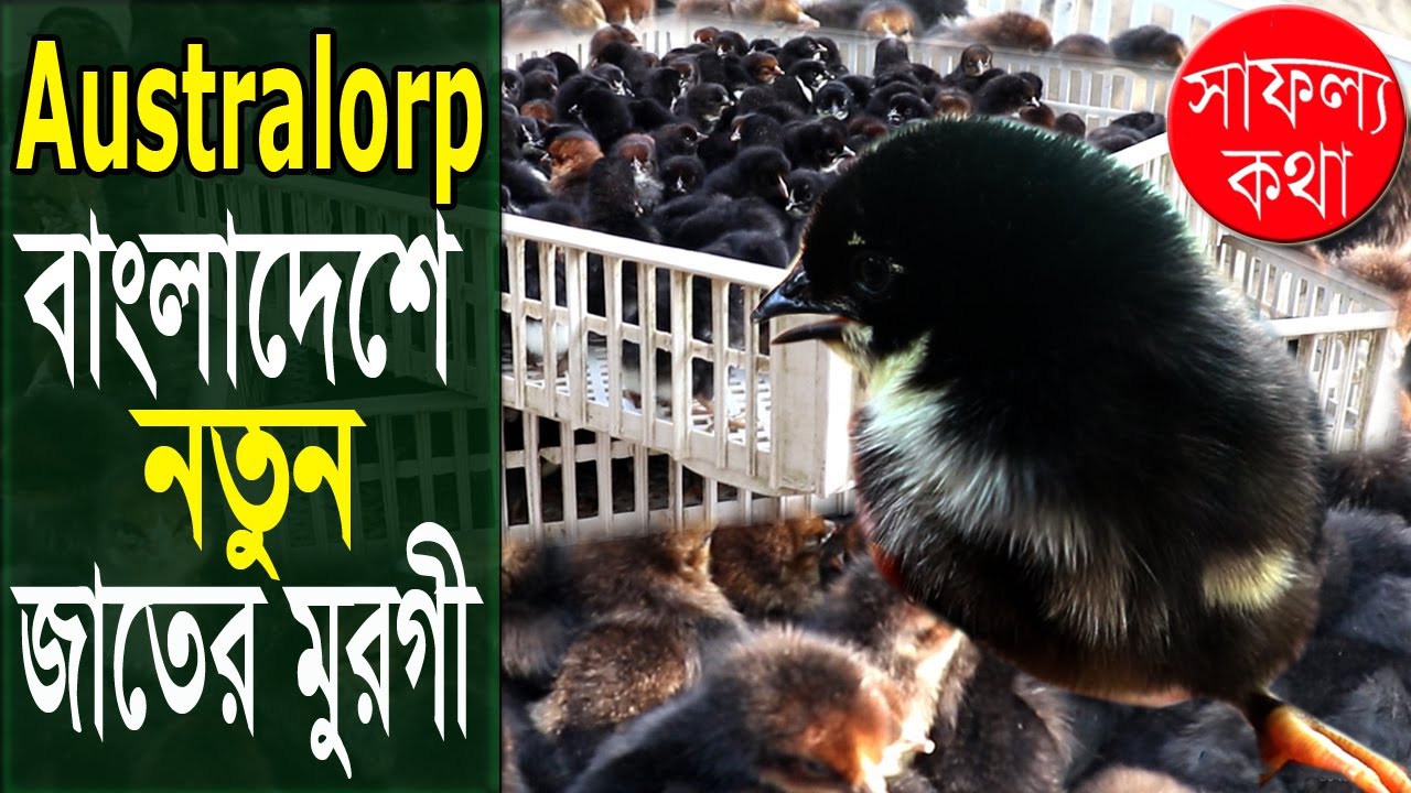 Black Australorp in Bangladesh | বাংলাদেশে নতুন জাতের মুরগি ব্লাক অস্ট্রালপ | Safollo Kotha