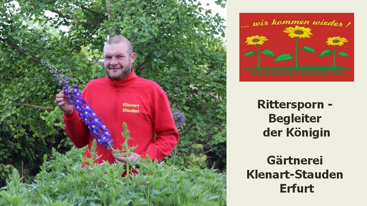 Rittersporn - der Begleiter der K&ouml;nigin