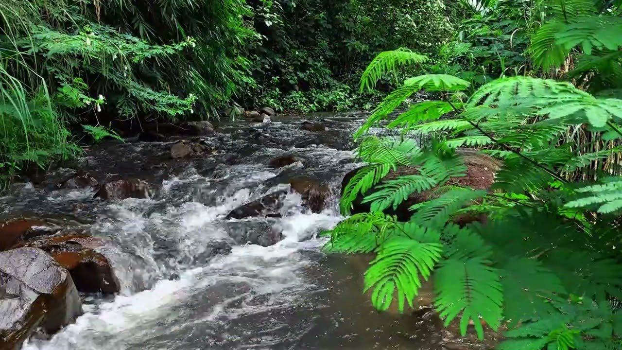 The Sound of Real Nature | Peaceful Forest River Ambience