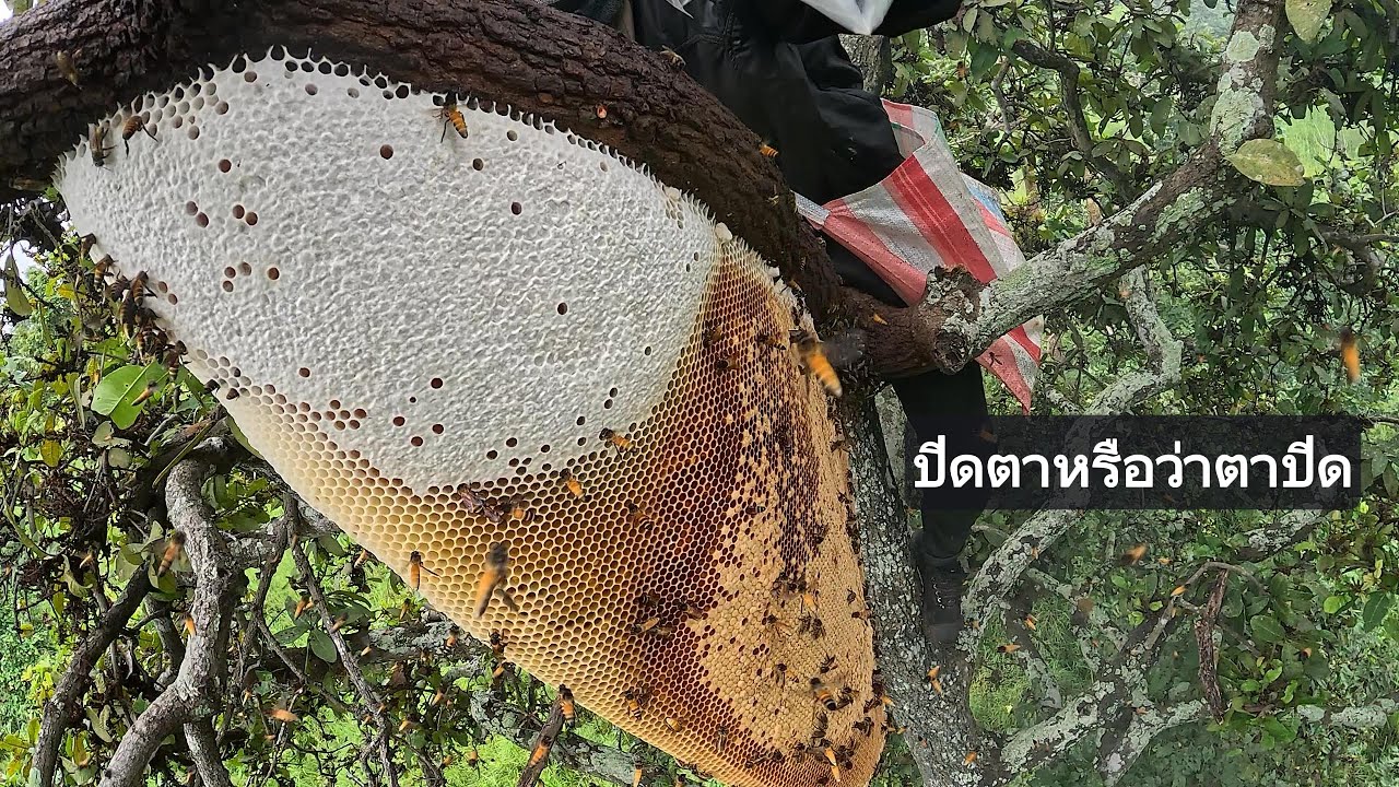 หัวน้ำปิดตาหรือตาจะปิด ตามต่อจากเมื่อวาน  |  พรานหมึก คนตีผึ้ง