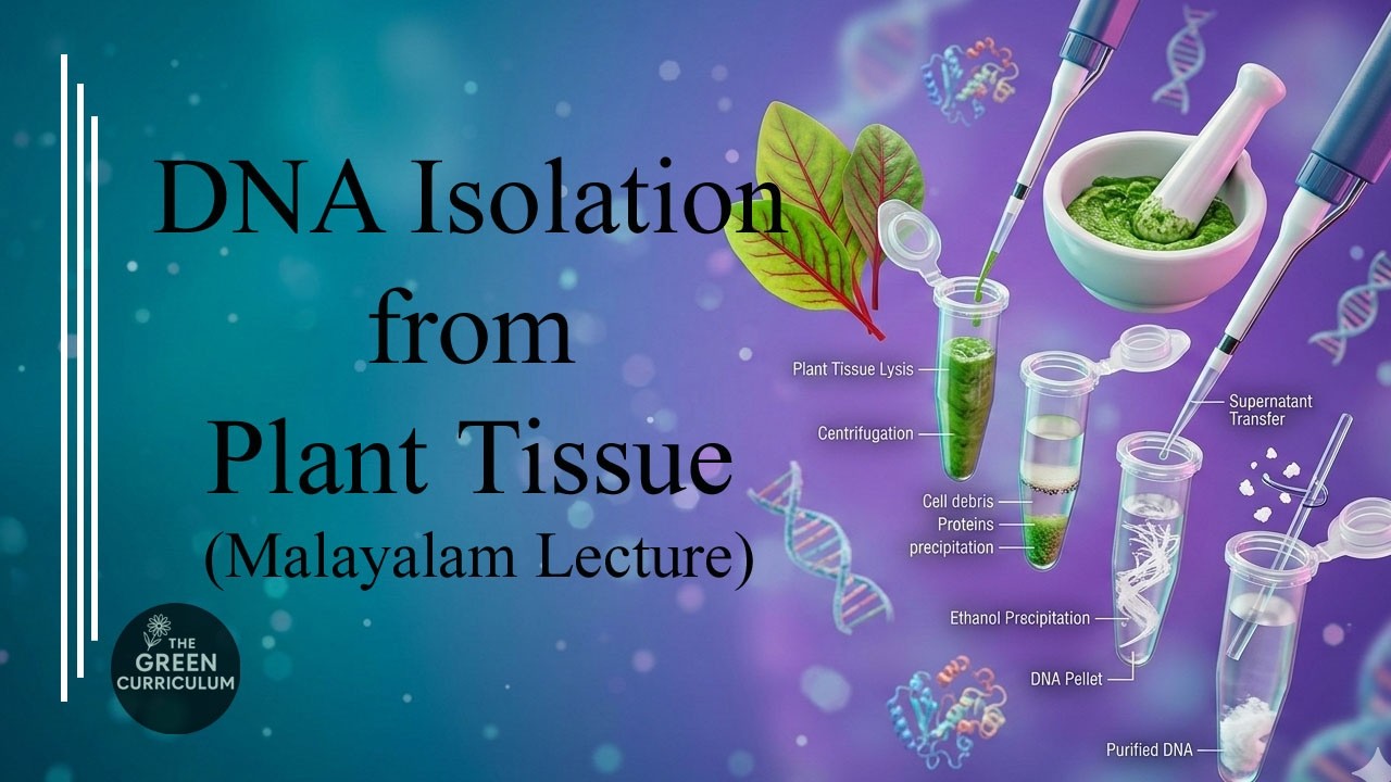 DNA Isolation From Plant Tissue - Standard Procedure