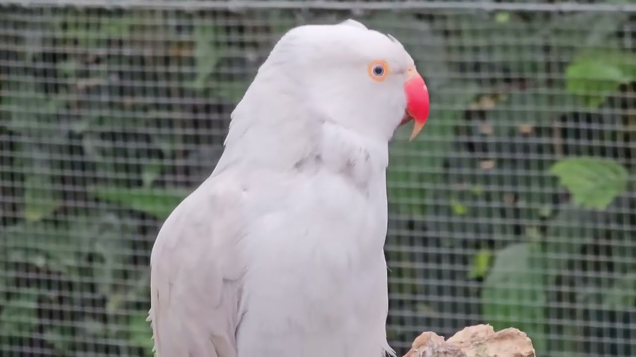 Different parrots flying around | Aviary | The Parrot Place | New Zealand | Kerikeri