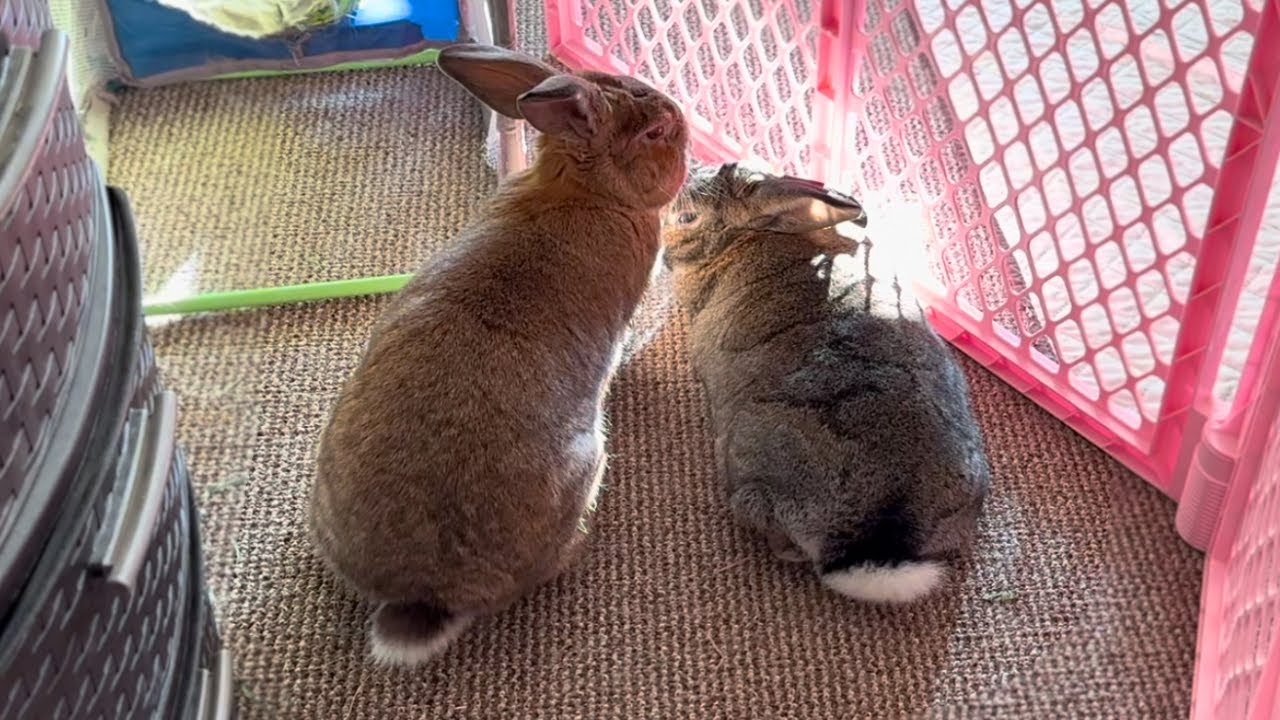 Watch This Rabbit Groom, No Matter What! 🐰🥹