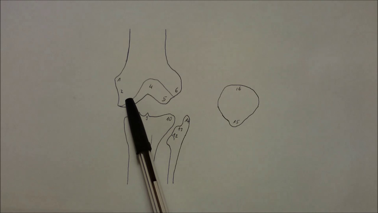 Anatomia - osteologia - wewnętrzne więzadła stawu kolanowego