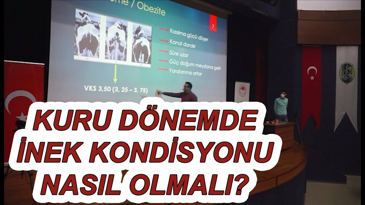 Kuru dönemde ineğimiz nasıl olmalı? Doğum sancıları? Kuru dönem aşıları?
