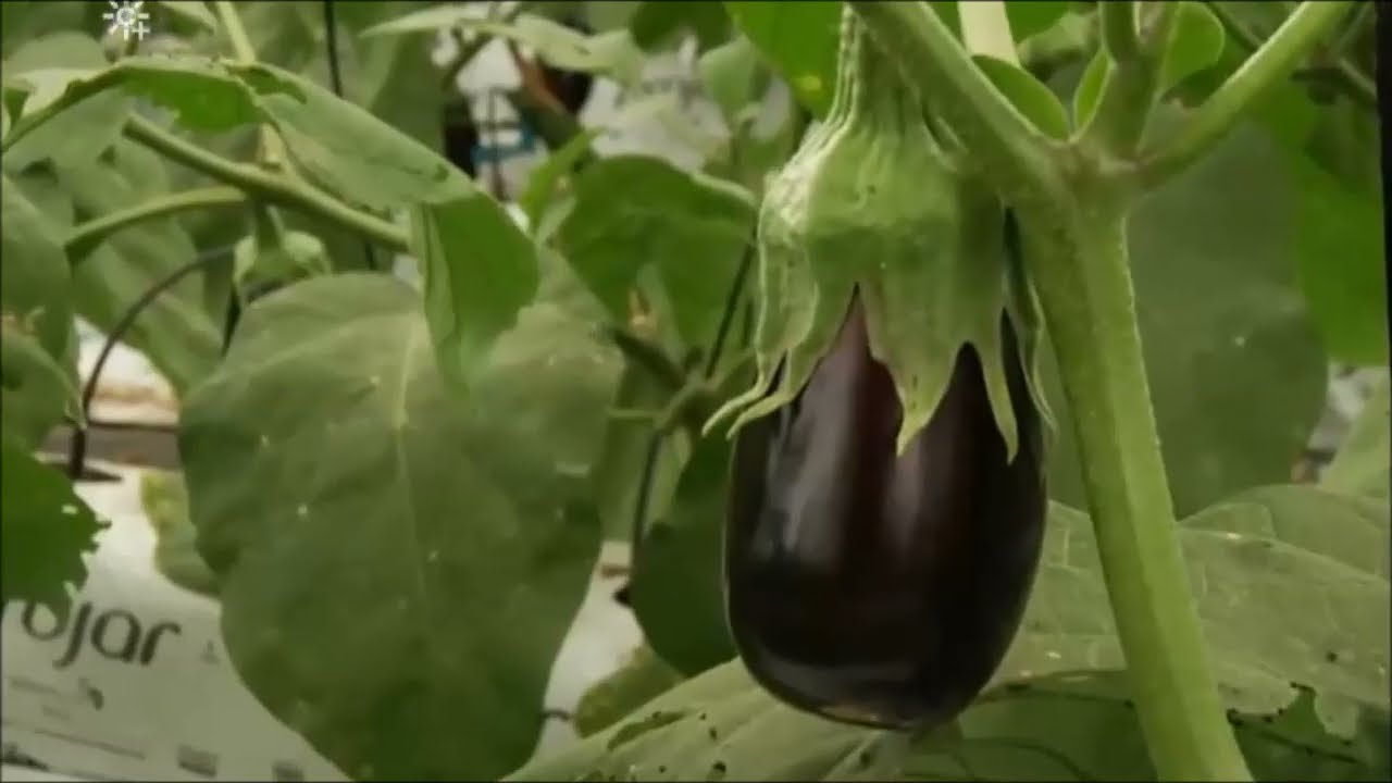 Berenjenas de la Huerta de Conil, Cometelo de Enrique Sánchez.