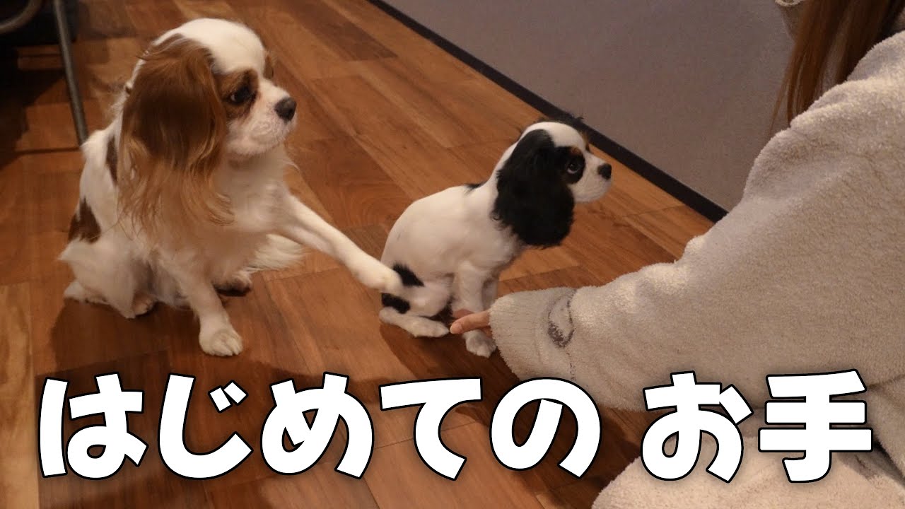 お迎えした子犬がお手に初挑戦‼︎先住犬が必死に教える姿に癒されました【キャバリアキングチャールズスパニエル】