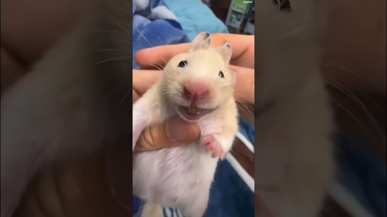 Laughing Hamster! #funny #hamsters #laugh ‼️CHECK DESCRIPTION‼️