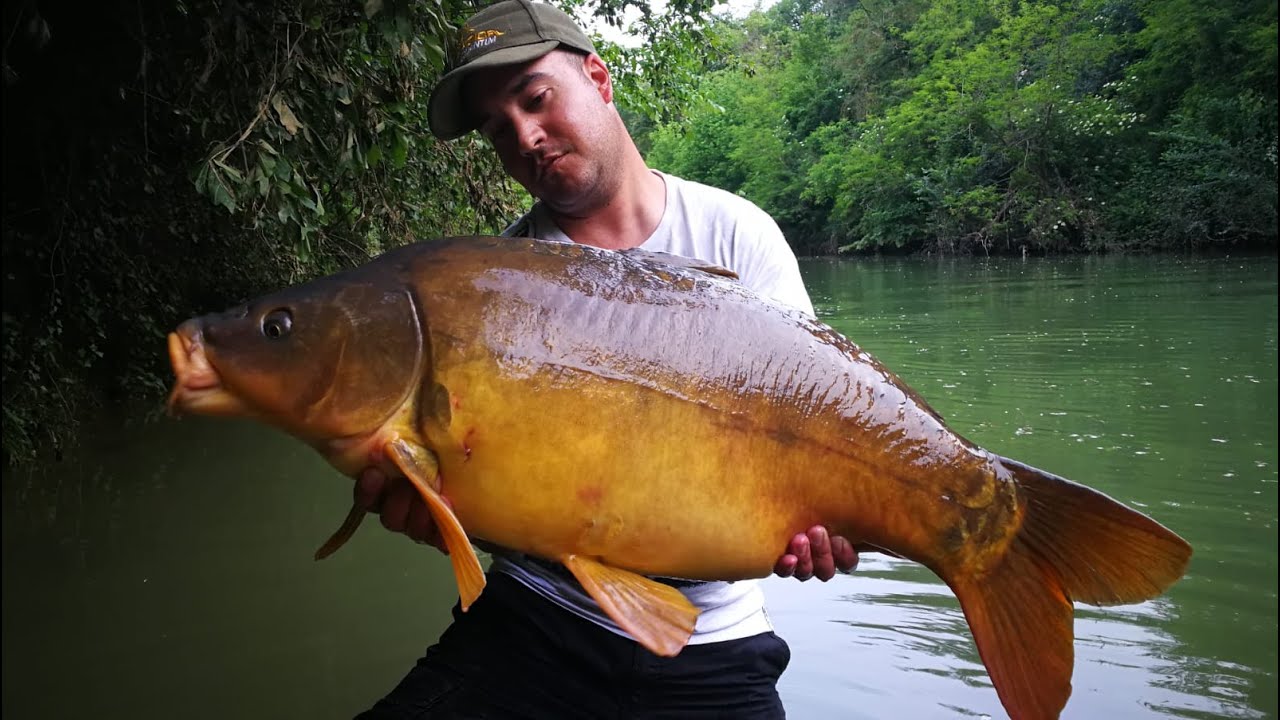 Courte session de pêche à la carpe sur une petite rivière du sud-ouest de la France