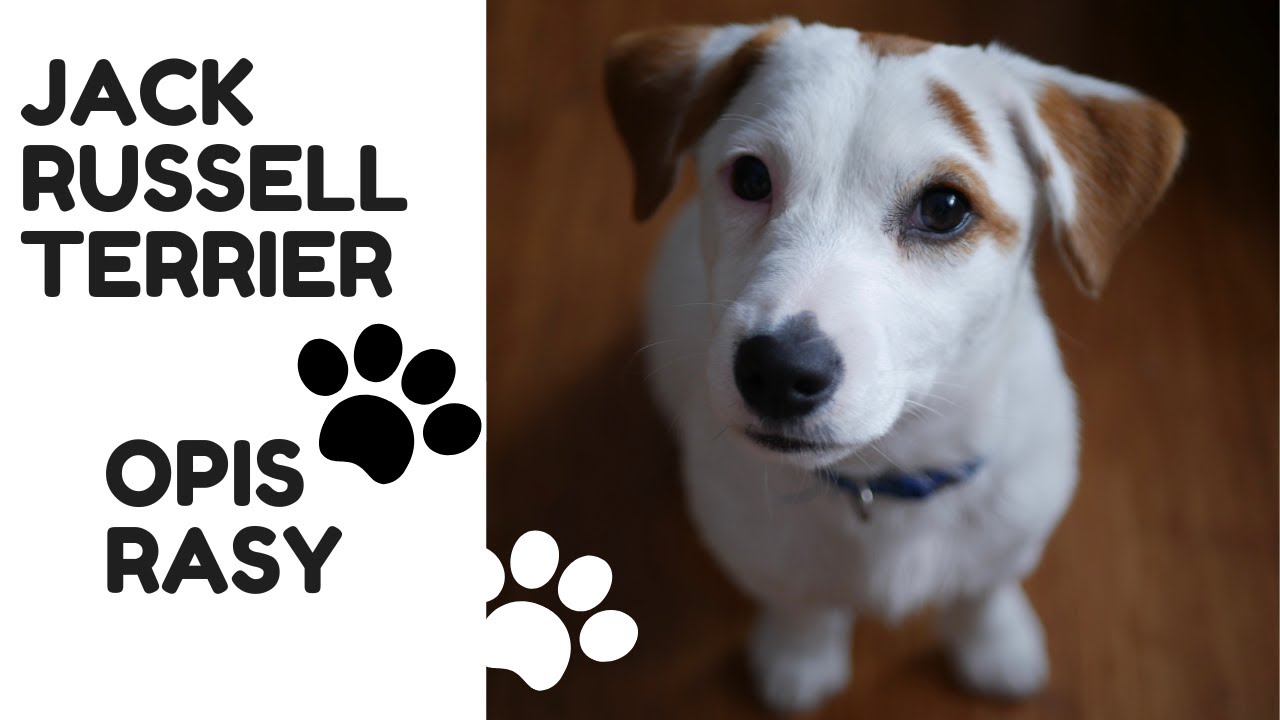 Jack Russell Terrier - Opis Rasy - to on ostatnio pochłania cały m&oacute;j czas! 🐶🐶🐶