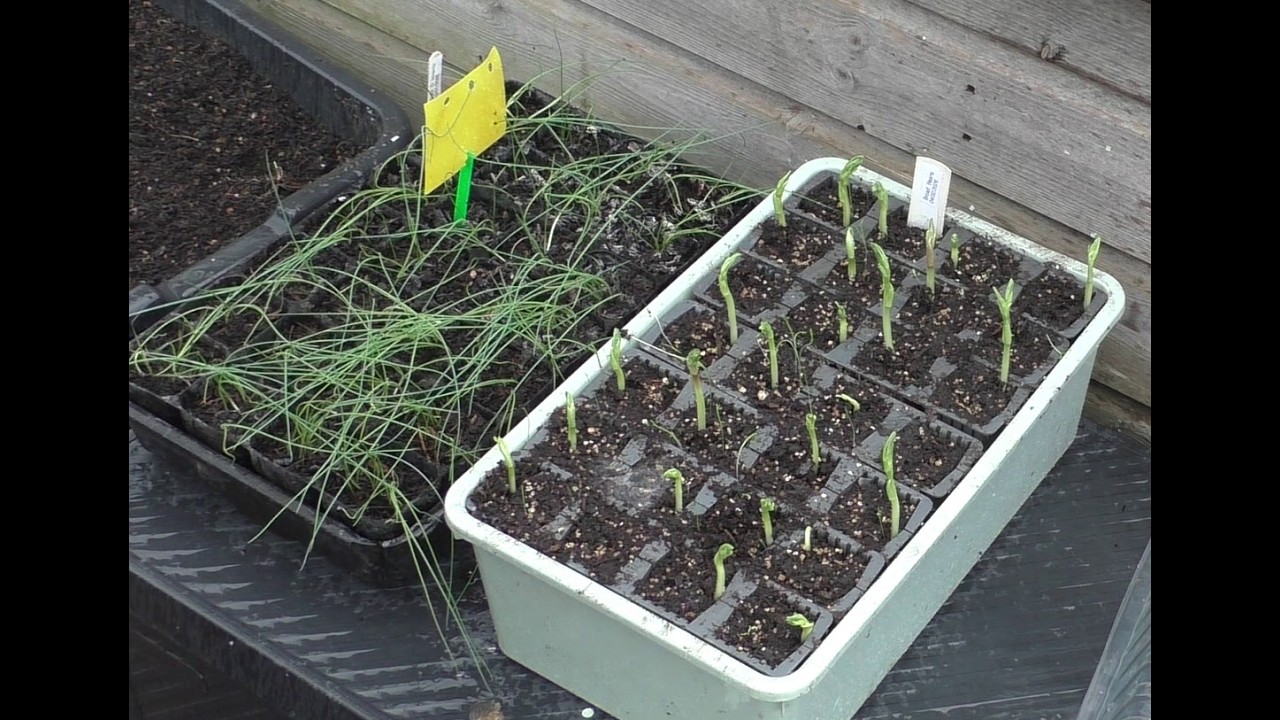 Sowing and potting on