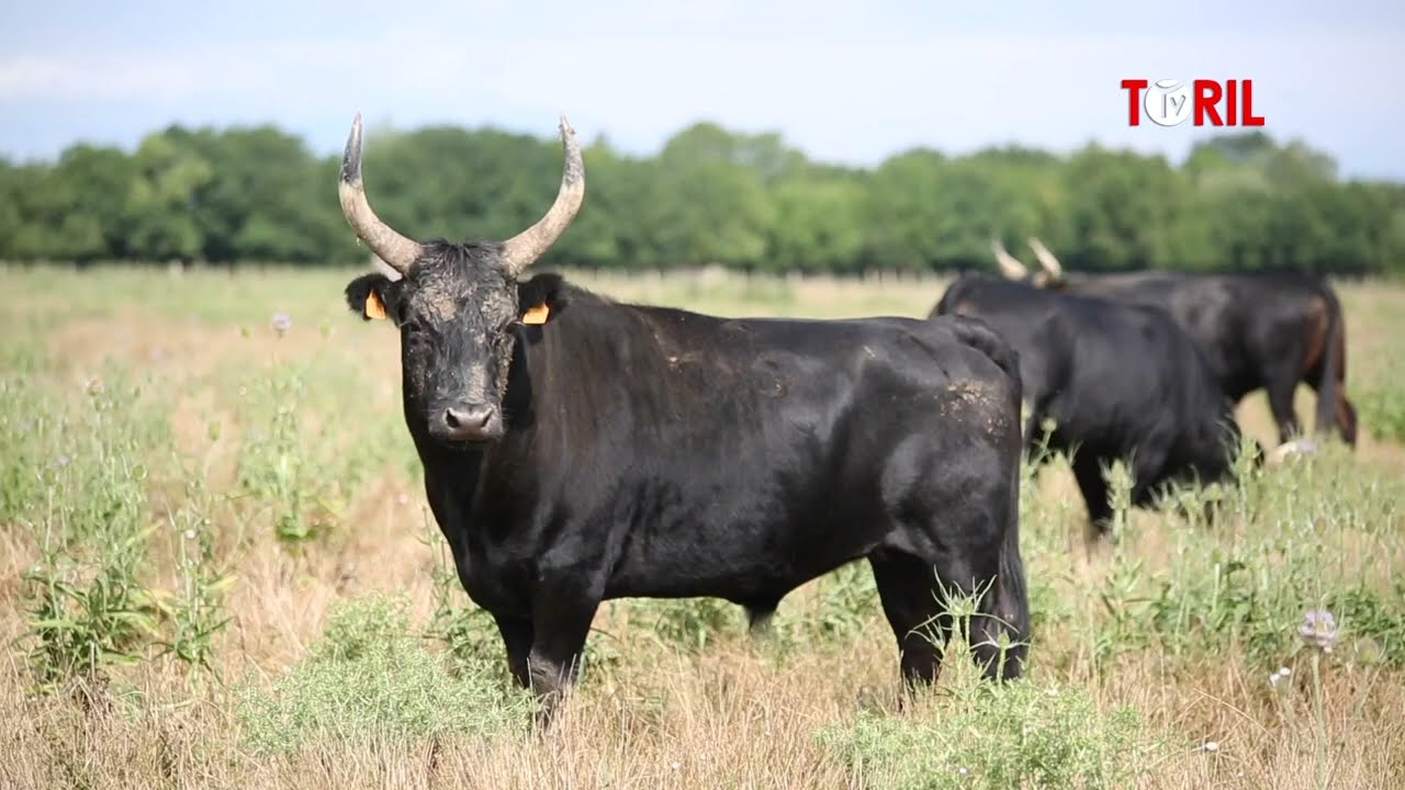 Au coeur de la Camargue &agrave; la manade Saumade