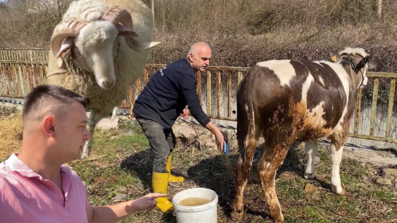 KOÇ BANA SALDIRDI~İNEKLERİ YIKADIK~BAYRAM TIRAŞI
