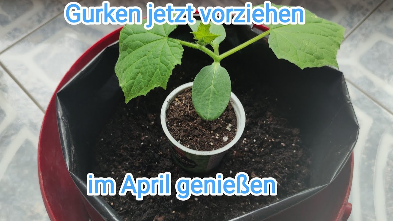 März/🥒 Gurken anbauen 🥒/ meine Methode 🤩