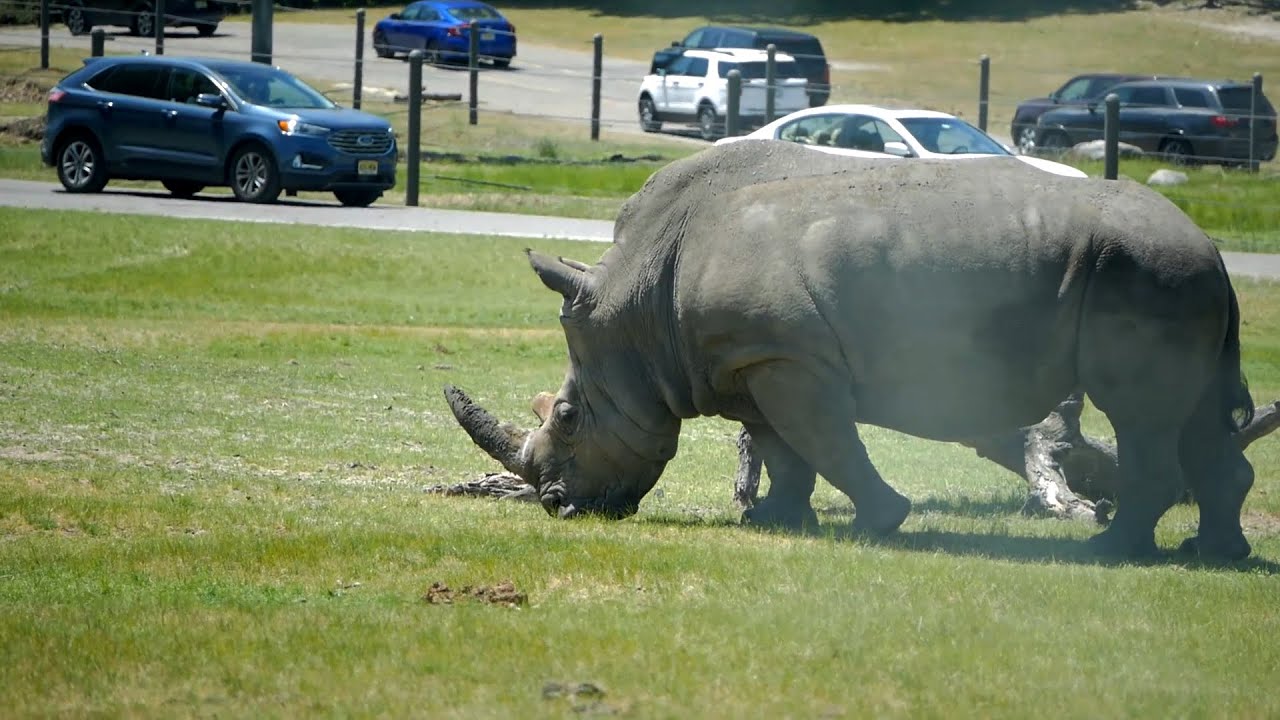 Six Flags Great Adventure Wild Safari Drive Thru Vlog 2020