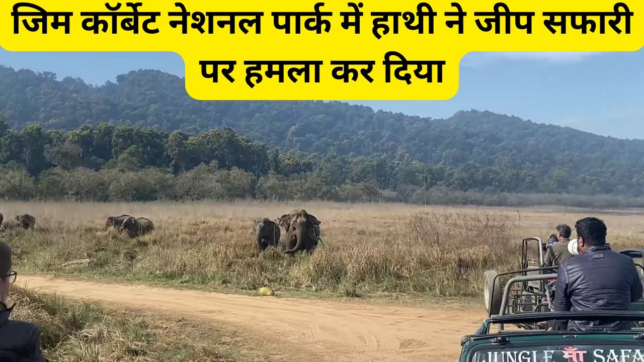 जिम कॉर्बेट नेशनल पार्क में हाथी ने जीप सफारी पर हमला कर दिया #jimcorbettnationalpark
