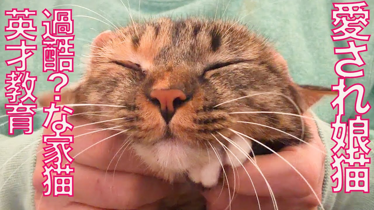 愛され娘猫、猫のエリート英才教育を受ける　Gifted education for my wheat-kitty 