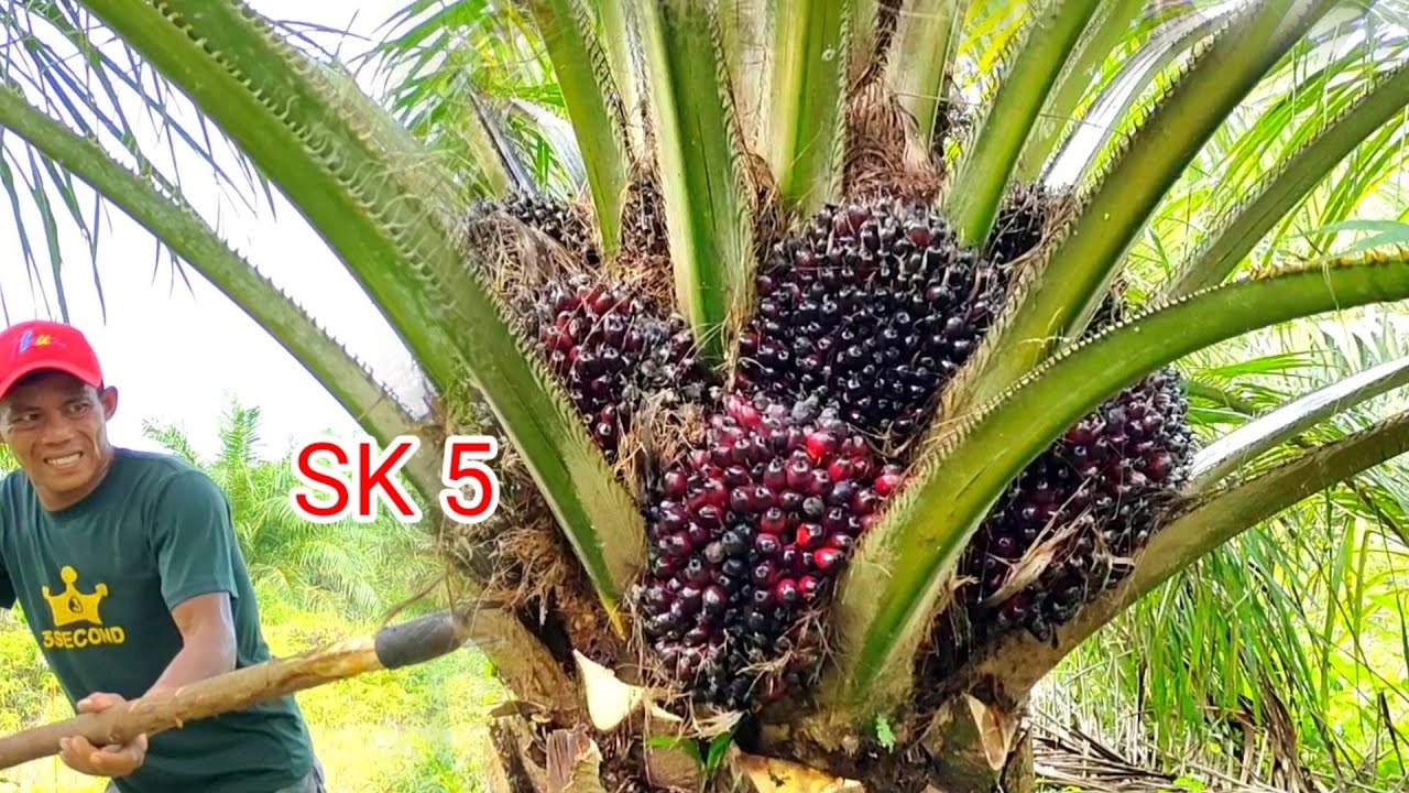 panen sawit sriwijaya semiklon 5 area pulau bangka