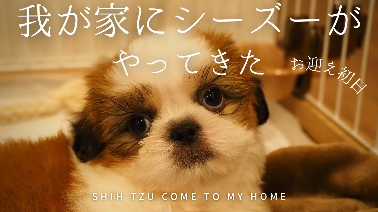 我が家にシーズーがやってきた（お迎え初日）/Shih Tzu come to my home