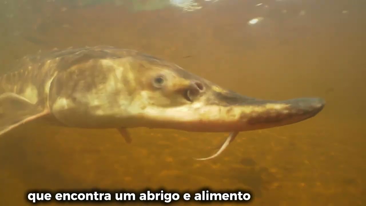 Marismas - Biologia Marinha
