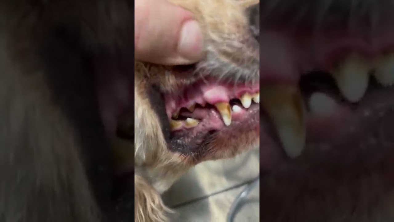 Quiero que vean la limpieza de dientes por partes de mi mascota  y se hace sin anestesia