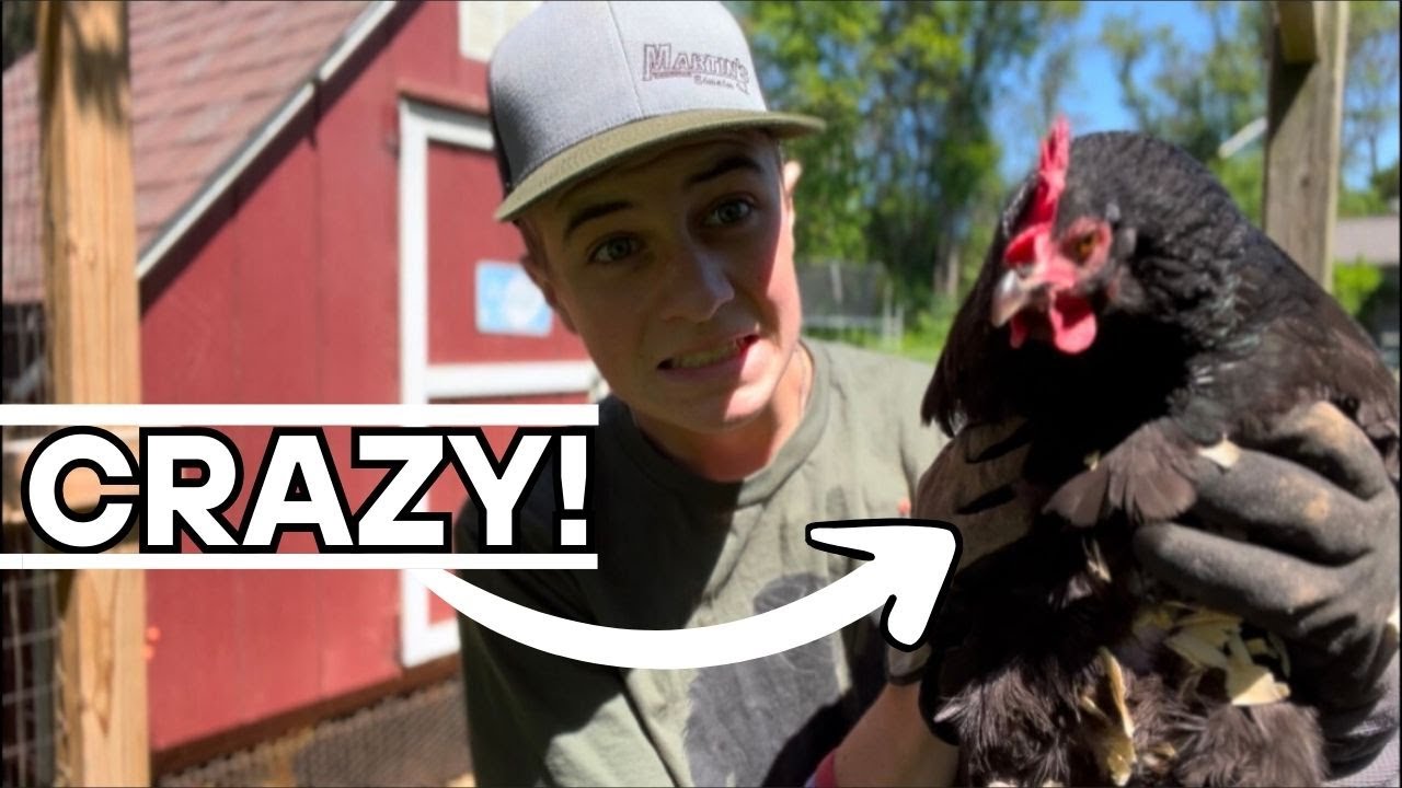 Our chicken is CRAZY