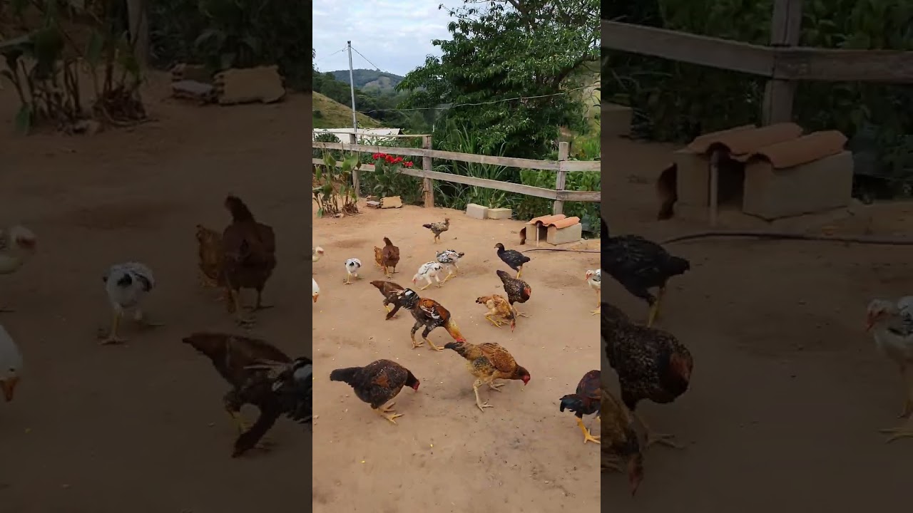 FIM DE TARDE NA RO&Ccedil;A , J&Aacute;COME, COLUNA MG , @oscolunensesdeminas