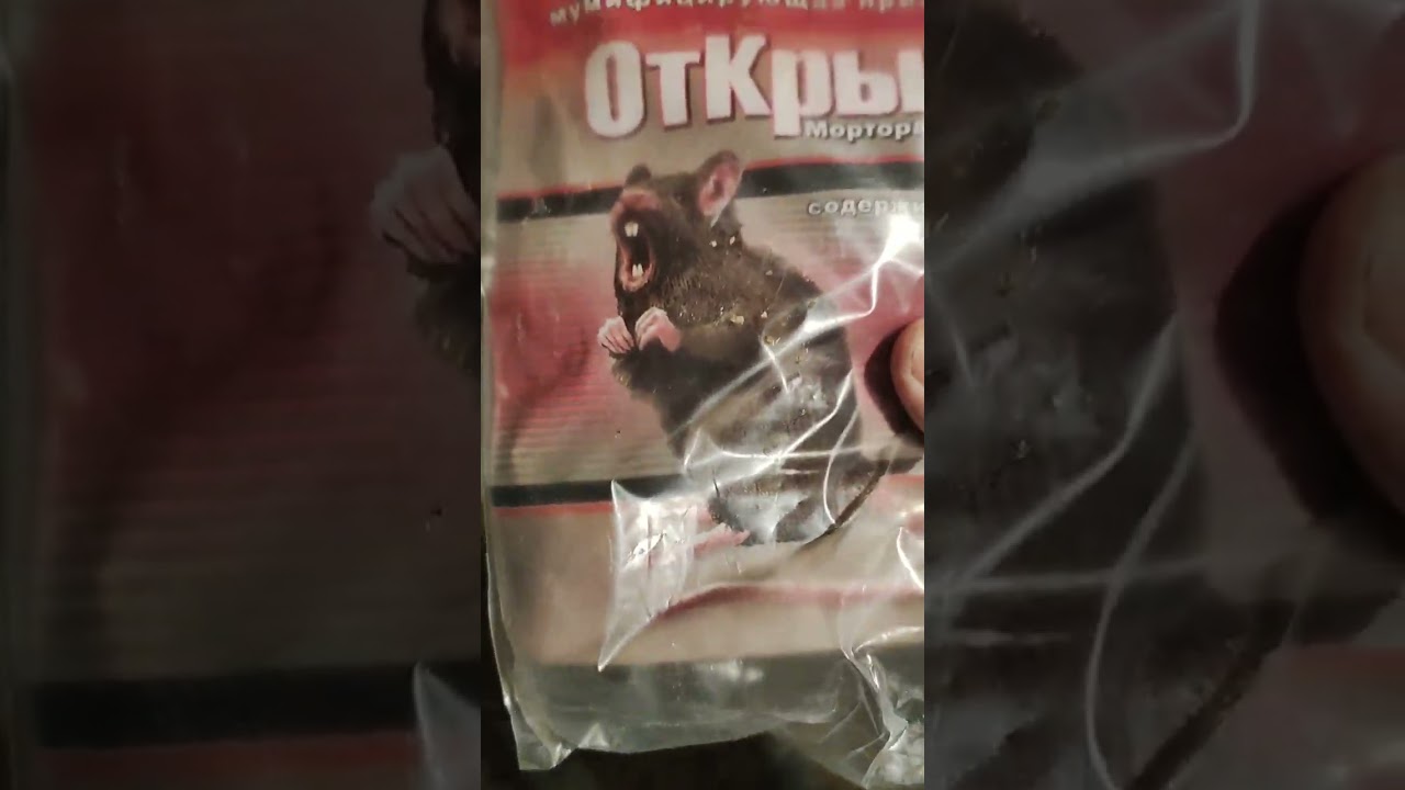 Новый год и дружное пополнение! 
