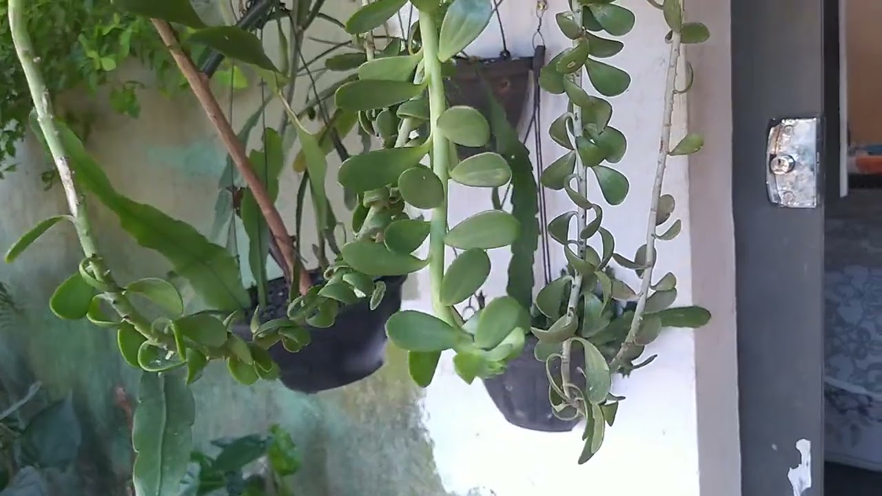 Kleinia petraea