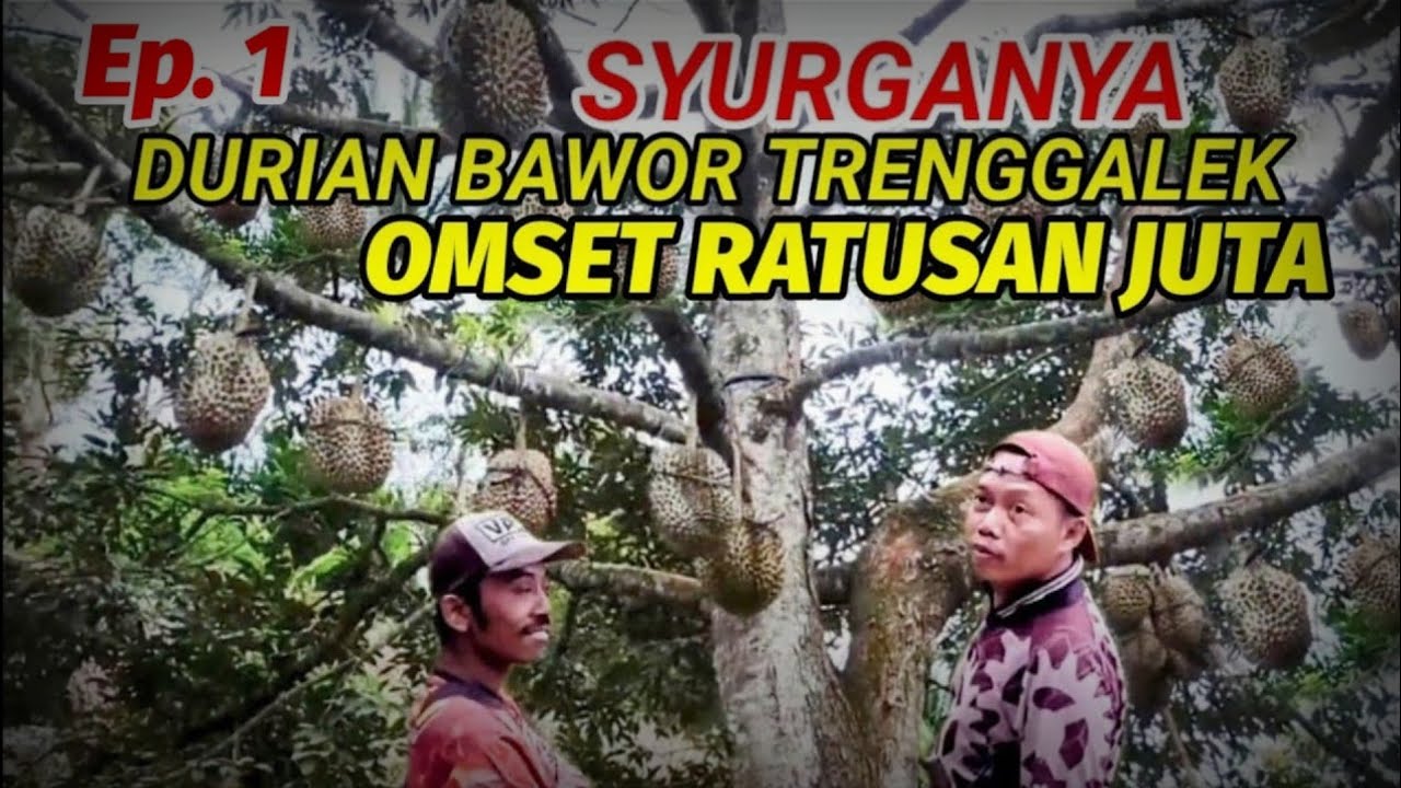 Mengunjungi Kebun Durian Premium untuk Pertama Kali‼️ Pengalaman yang Tak Terlupakan.