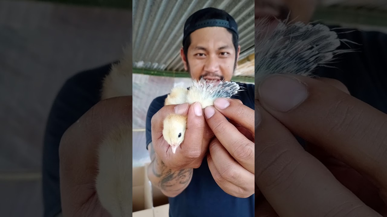 pag-alam kung lalake o babae ang day old chick