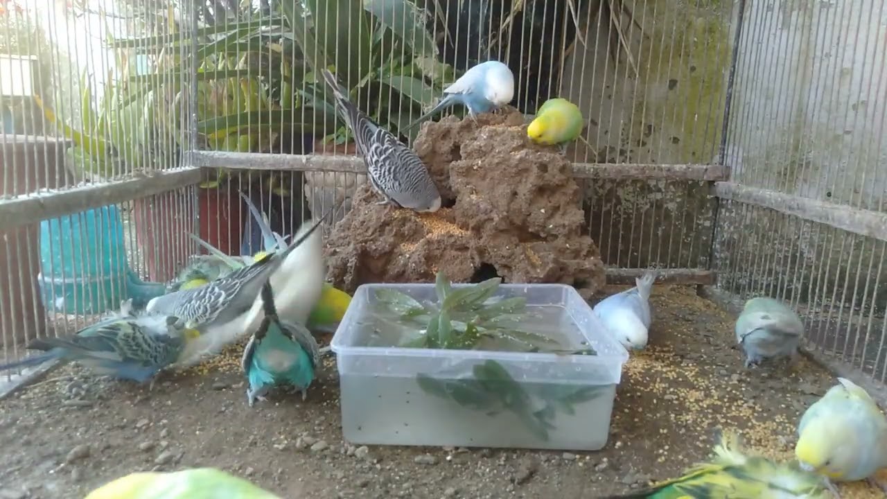 🐦正直ナメてた…でも反応が違いすぎる
