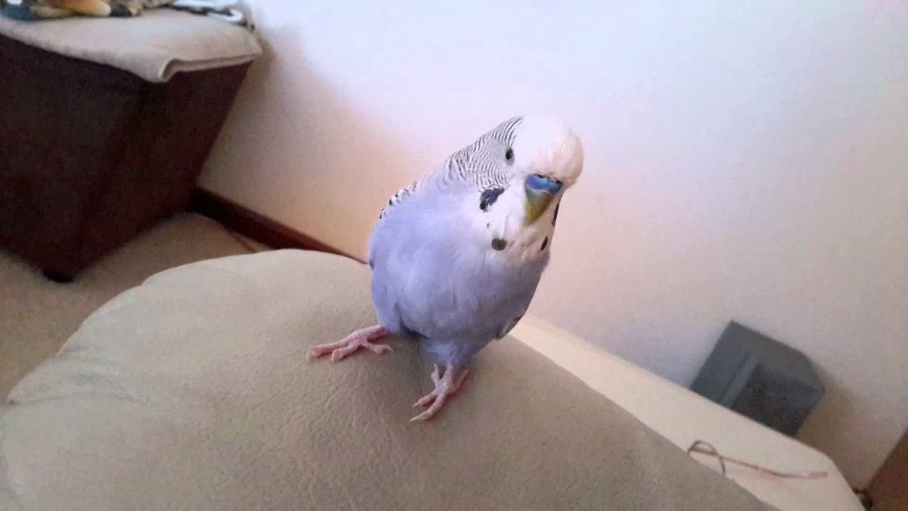 Best talking Budgie (Charlie)