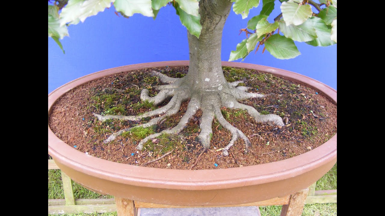 TRABALHANDO AS RAÍZES (NEBARI) DE UM BONSAI PT. 3 - 39