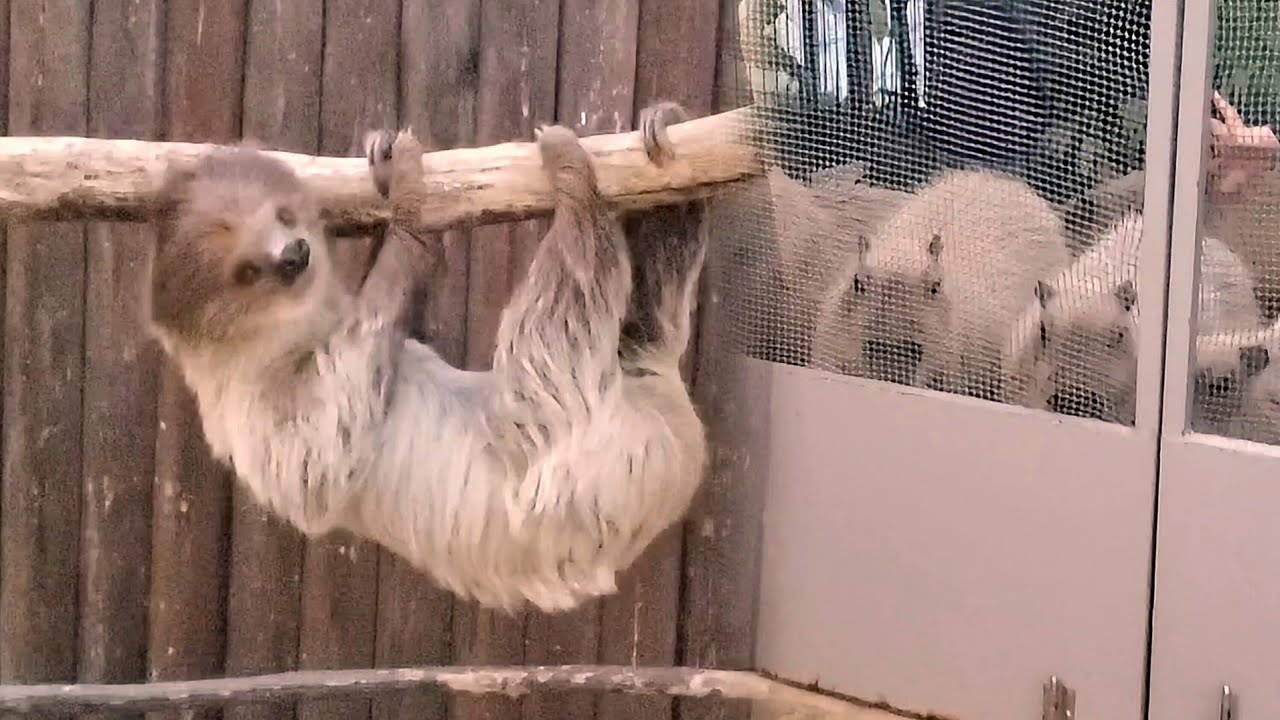 閉園時間で部屋に戻る順番を待っているナマケモノとカピバラさん。Sloth and Capybaras waiting in line to return to their room 神戸どうぶつ王国