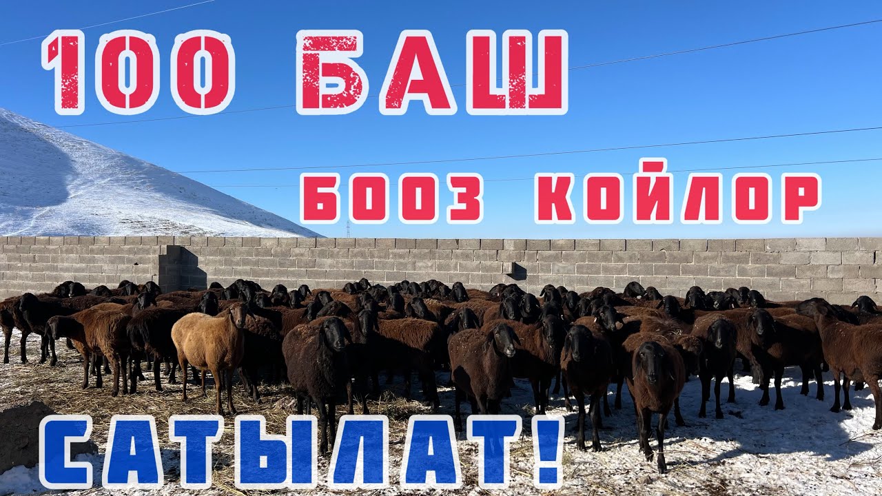 100 баш БООЗ КОЙЛОР сатылат 🤚🏼 уже тууп баштаган 👍🏻