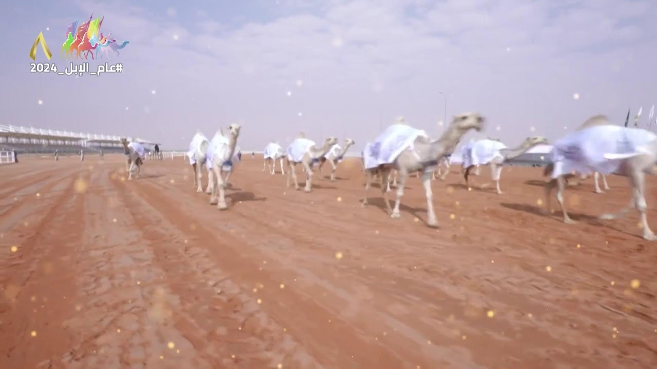 #برنامج_المجلس الحلقة 33 يوم الثلاثاء 2024/1/2م  #مهرجان_الملك_عبدالعزيز_للإبل8